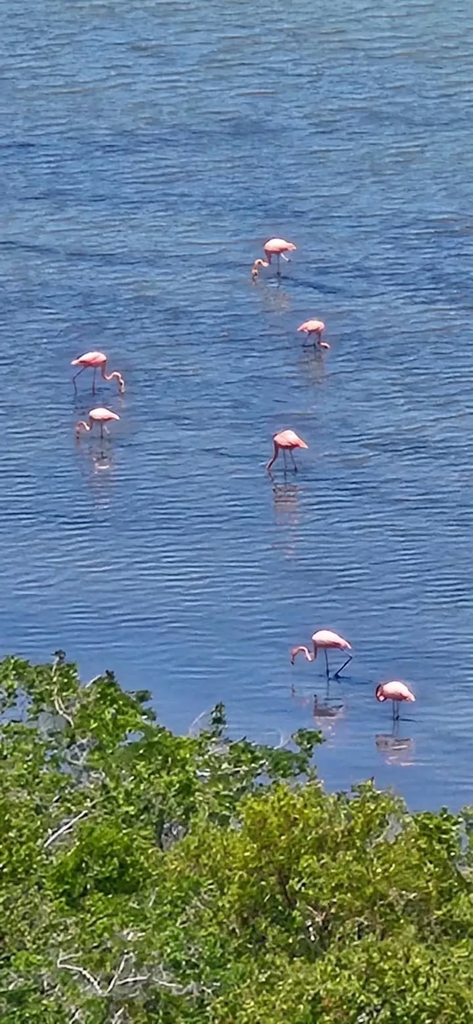 Flamencos laguna · Mirador La Caracola, Residencias Ocean Blue