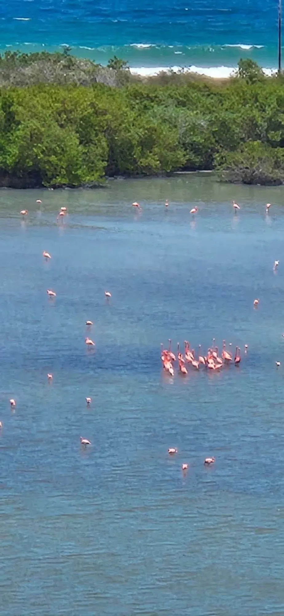 Flamencos · Mirador La Caracola, Residencias Ocean Blue